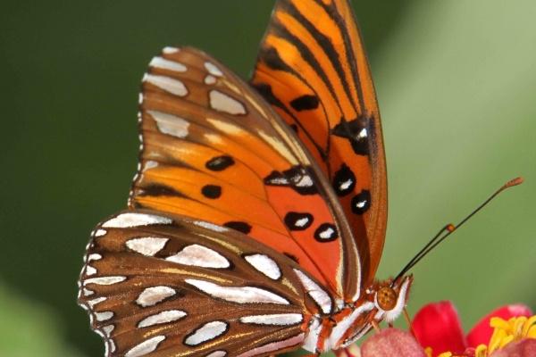 第一运程 2023年8月18日十二生肖运势解析