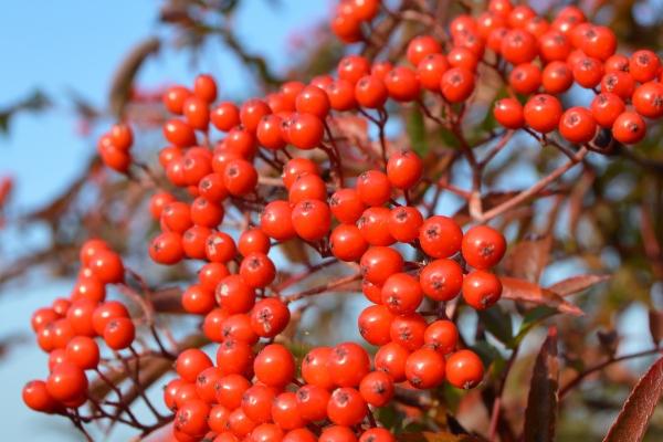 蛇见羊哭断肠是真的吗 哭断肠是谁哭