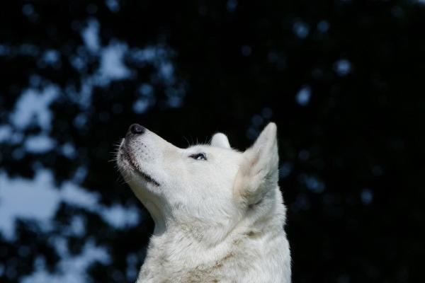 属牛和属狗事业搭档好不好 在一起合财吗