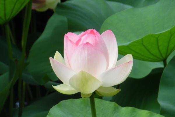 96年属鼠男孩子姻缘如何 婚姻观念怎么样