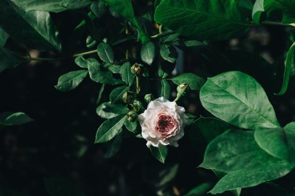 2024年7月桃花运最旺生肖 猴马鸡求得姻缘上上签