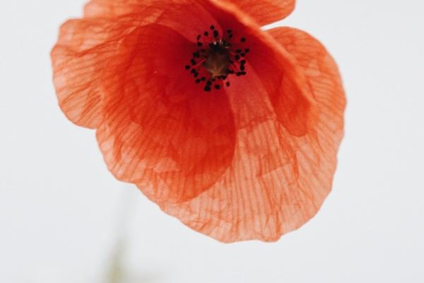 2023年8月22日冲什么生肖 时辰相冲对照表