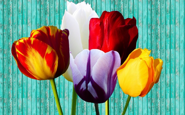 虎男的婚配属相最好 最佳婚配是哪个生肖