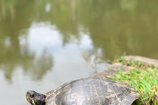 2023年8月9日生肖相冲查询 时辰相冲对照表
