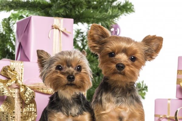 60年属鼠的晚年命,60年属鼠人晚年命运如何