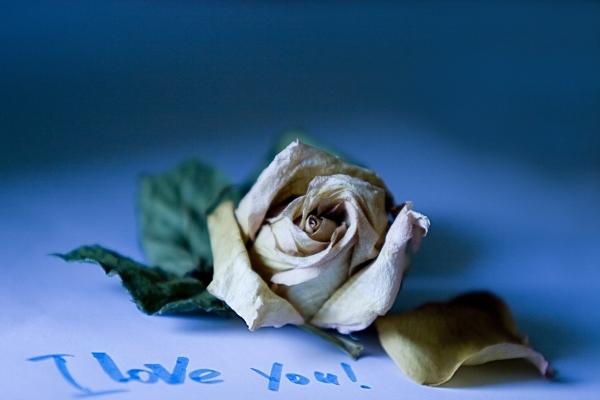 第一运程 2023年十二生肖周运11.20-11.26