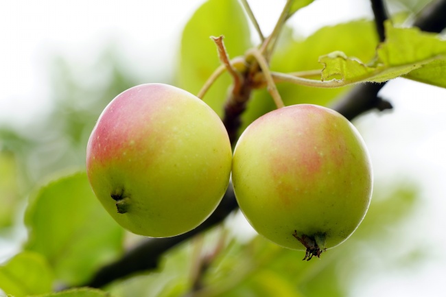 2024适合结婚生肖 四大生肖2024年有望成婚