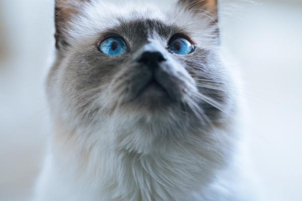 2024年10月正桃花最好的生肖 牛兔龙迎来浪漫爱情