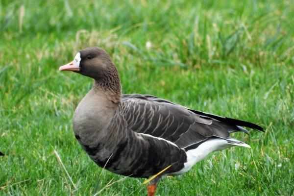 女鼠男马能过一辈子吗 给女鼠男马的建议