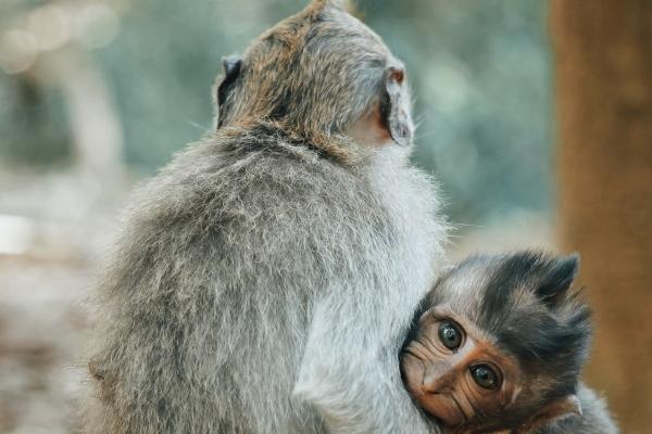 什么蛇是好命蛇,属蛇几月出生运势最好