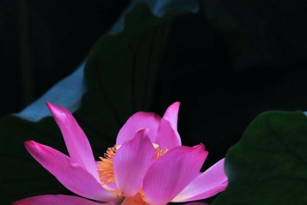 第一运程 2023年10月1日十二生肖运势解析