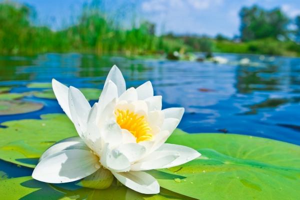 六十四岁属猪是什么命，属猪人64岁命运如何