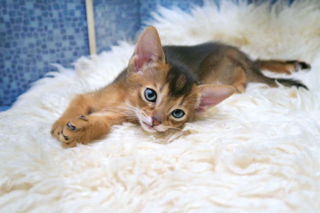 牛和牛做夫妻好不好 牛与牛之间的相合性