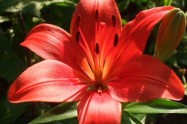 属鸡今年下半年感情婚姻如何 最般配的是那个属相