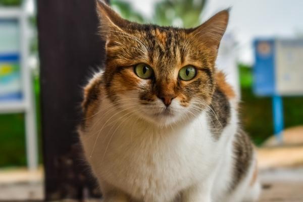 1998年属虎人2024年全年运势详解  26岁生肖虎2024年每月运势