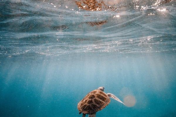 2024年披麻戴孝生肖 龙年不顺的属相