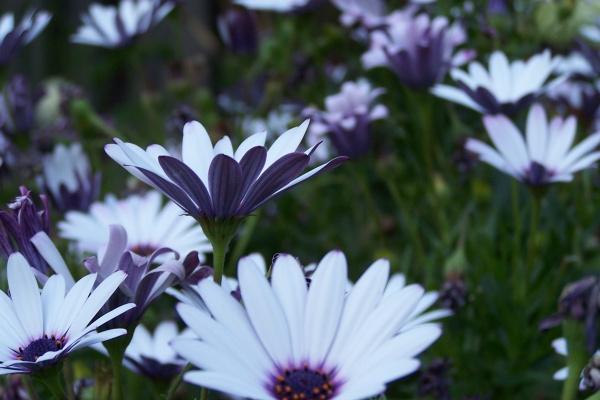 鼠和狗的属相适合做夫妻吗 鼠狗夫妻要注意什么