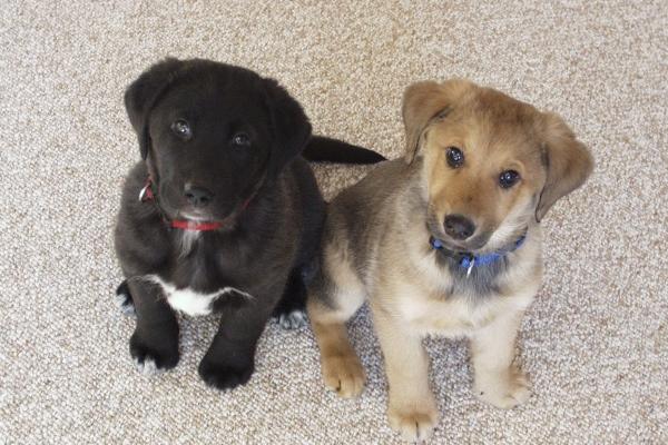 2024年12月事业运财运贵人运最旺的生肖 步步高升机遇多