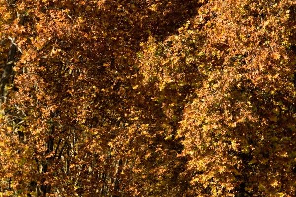 属虎女和属兔男的合不合 他们的配对分数有多少