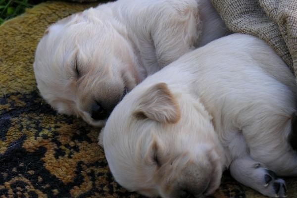 鼠和猪属相合不合 鼠猪婚配怎么样