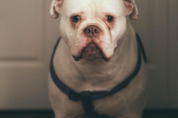 1950年属虎人2024年全年运势详解 74岁生肖虎2024年每月运势