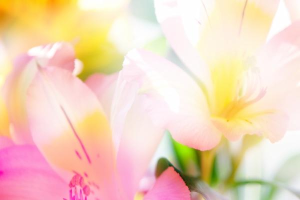 5月财运最好的生肖2024年 龙猪马职业突破财务成功