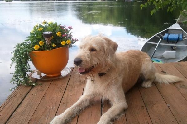 属鼠的人今年运气怎么样 属鼠人运势分析