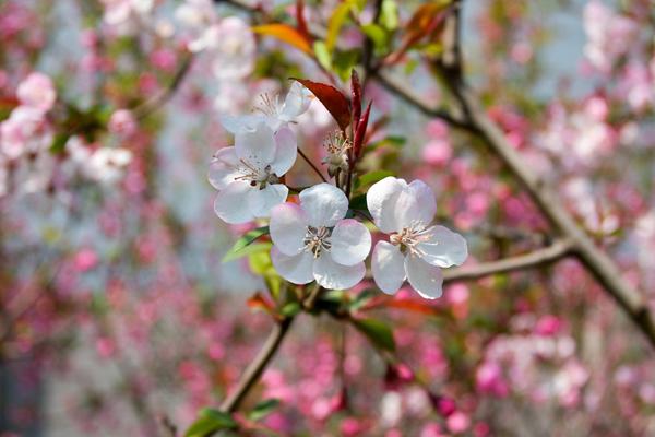 5月正财运最好的生肖2024年 牛龙猪财富增长