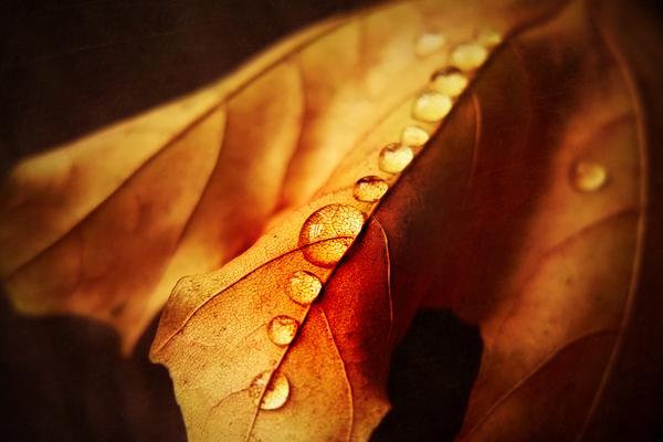 第一运程 2023年10月20日十二生肖运势解析