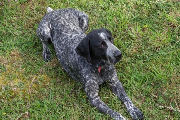 属相虎和什么属相冲 与哪些属相相合