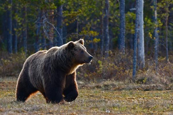 属龙的今年还有没有灾，有什么灾难
