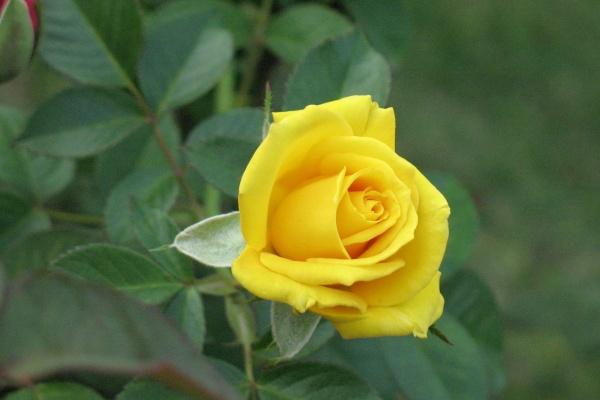 86年属虎2023年运势详解 突破事业健康挑战