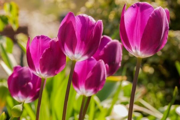 属蛇未来三年运势大揭秘，未来三年需要注意什么