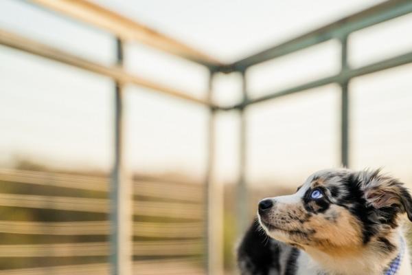 今年什么属相不能见丧事,不宜参加葬礼的属相