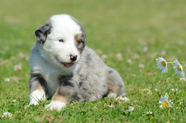 2024年属牛是冲太岁吗为什么，如何化解太岁