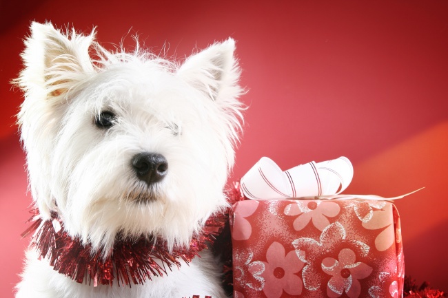 属马和属鼠的夫妻结局 马鼠该如何相处