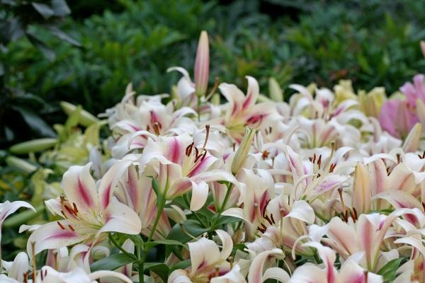 1977年属蛇2023年的运程 家庭幸福事业稳定