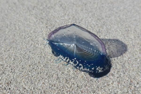 2024属鸡运势生肖运势 家庭和睦事业顺心