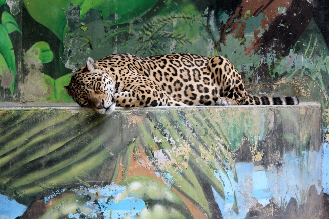 86年属虎女36岁以后命运 分析整体运势情况