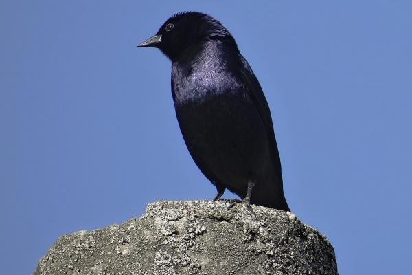 属牛的未来一个月有大事缠身，有什么喜事