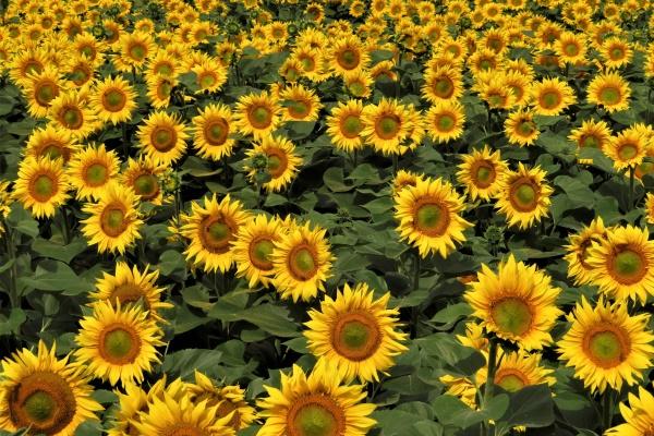 属蛇的过了35岁就顺了，属蛇35岁以后发展怎样