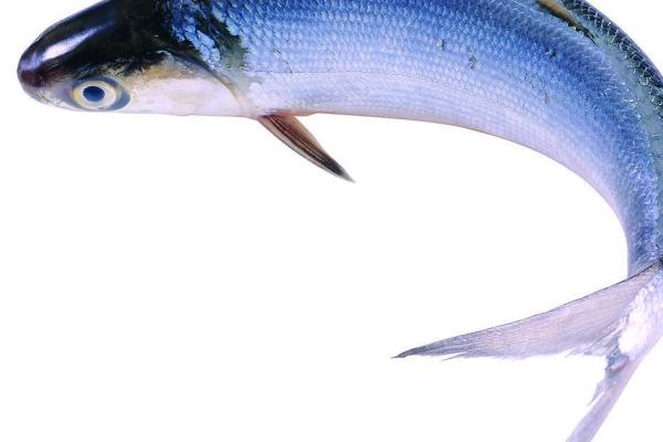 2023年9月25日冲什么生肖 每日冲煞查询