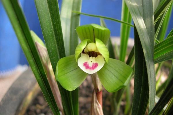 本命年红衣服可以提前穿吗 穿红衣的寓意