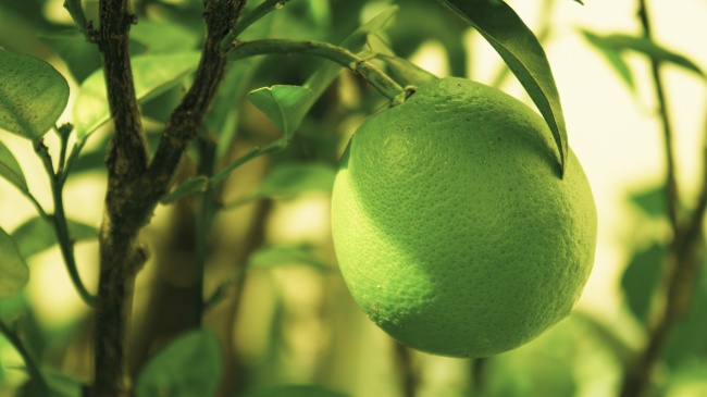 2024年属兔的运势和财运,属兔的2024年财富运如何