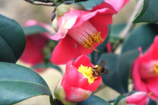 本命年穿什么颜色的鞋 红鞋子的吉祥寓意