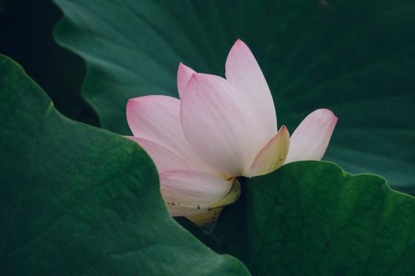 1970年属狗的运程 事业努力感情真挚