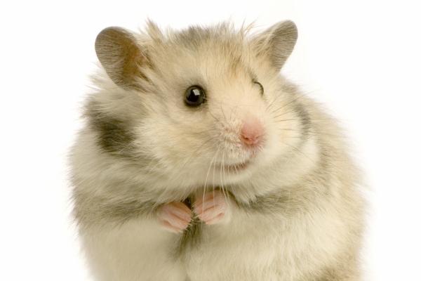 95年属猪男人注定的婚姻 95猪婚配生肖