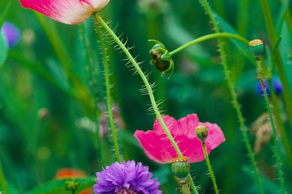 属蛇的跟属马的相冲吗 蛇马为何相冲