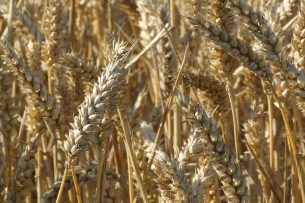 本命年买红内裤有讲究吗 本命年为什么要穿红内裤