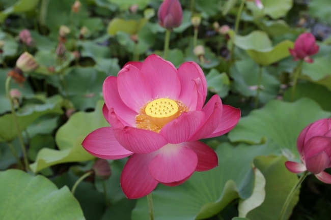 属蛇和属龙的合不合 属蛇人和属龙人相配吗